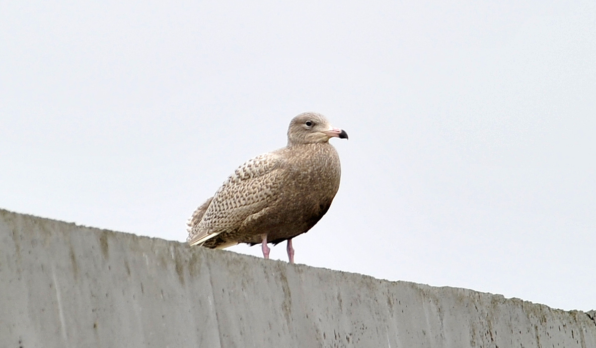 Glaucous Gull