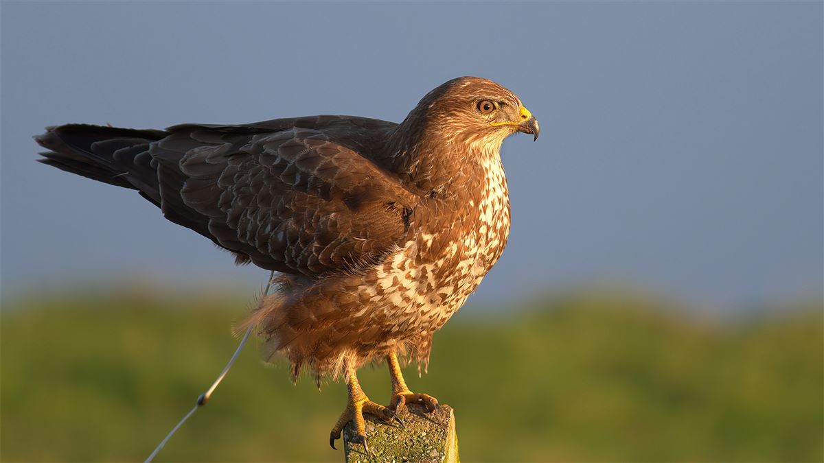 Common Buzzard
