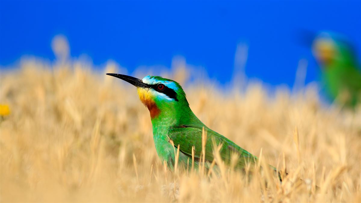 Blue-cheeked Bee-eater