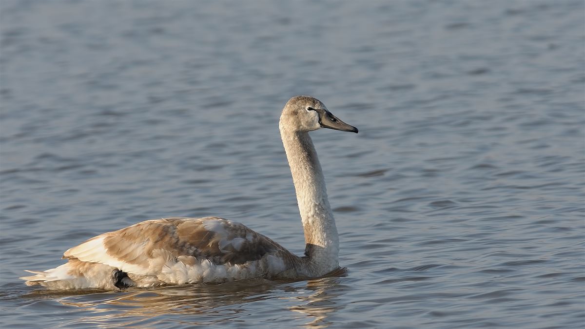 Mute Swan