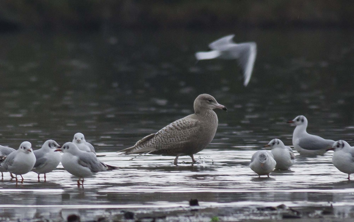 Glaucous Gull