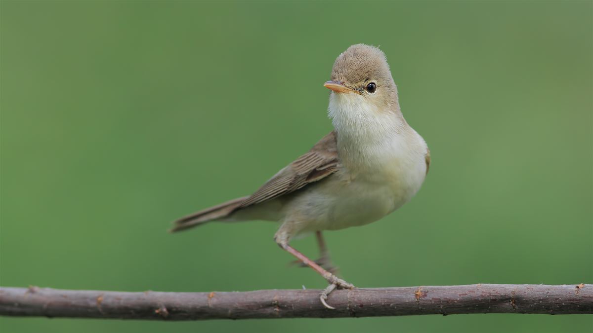 Eastern Olivaceous Warbler