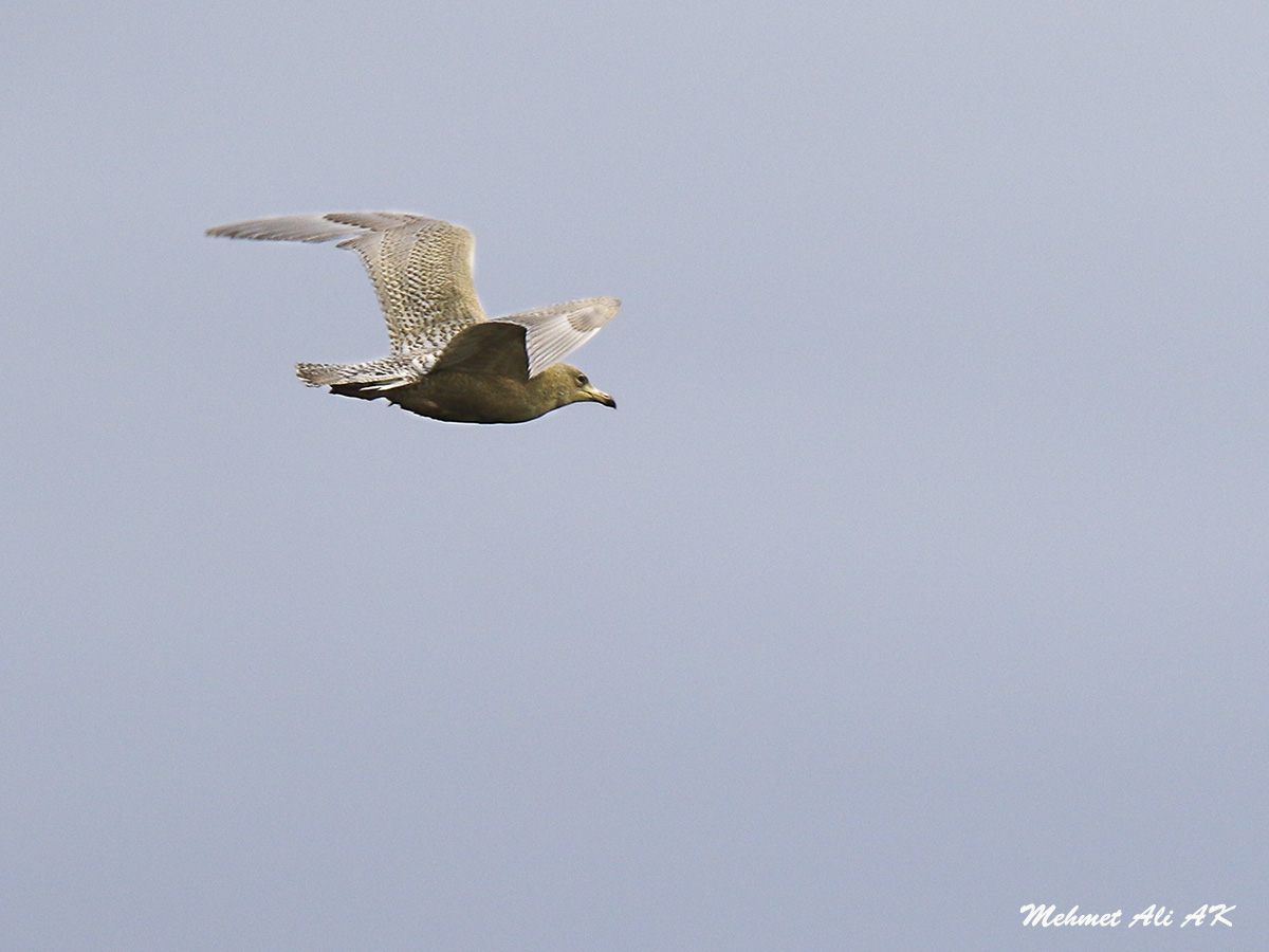 Glaucous Gull