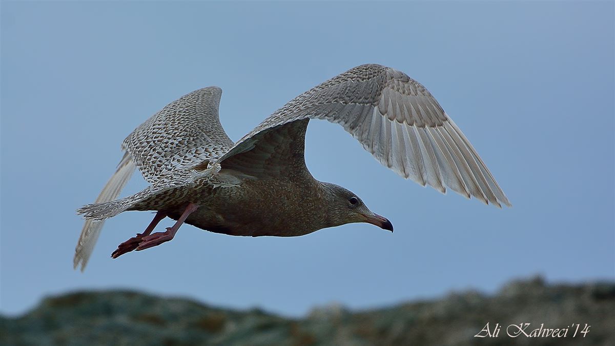 Glaucous Gull