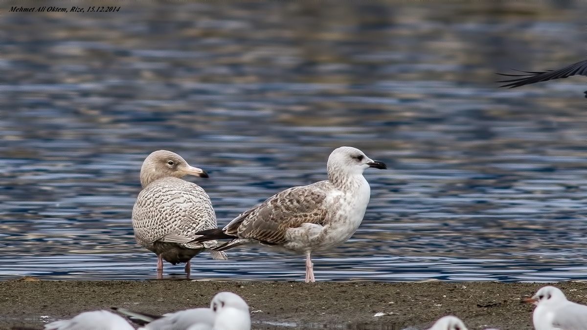 Glaucous Gull