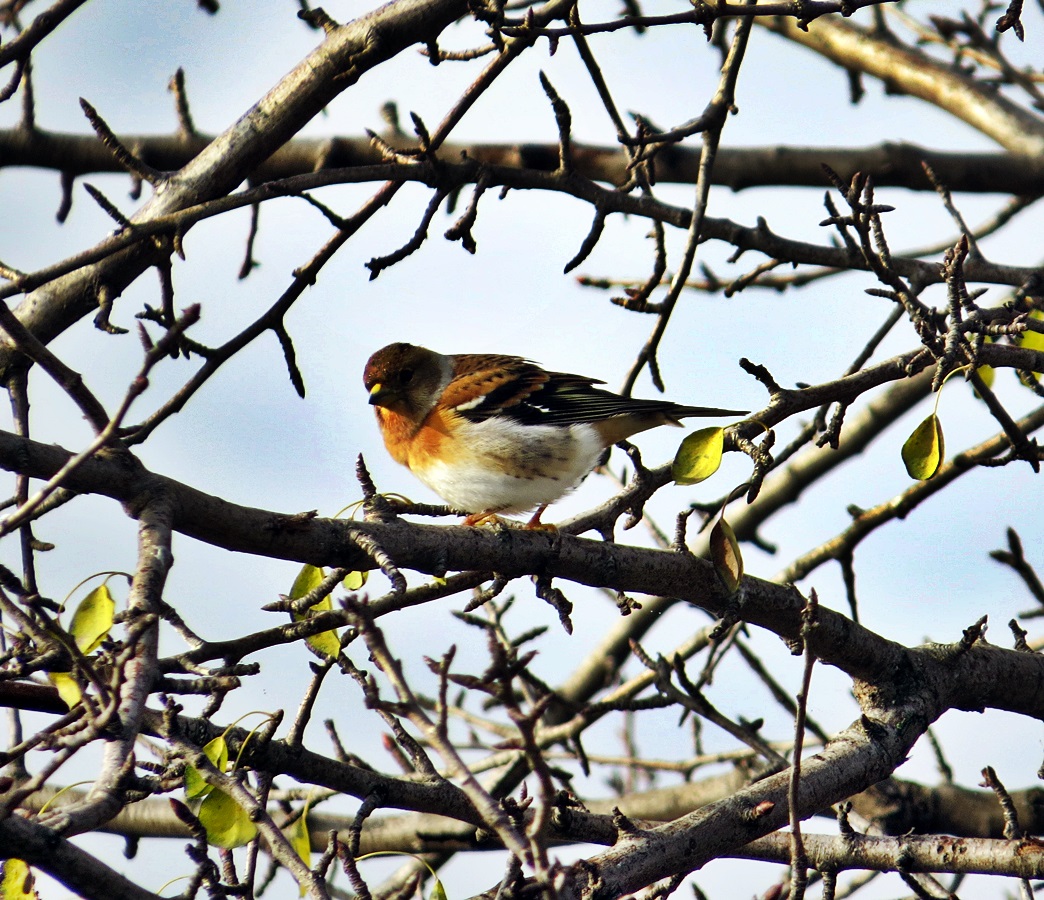Brambling