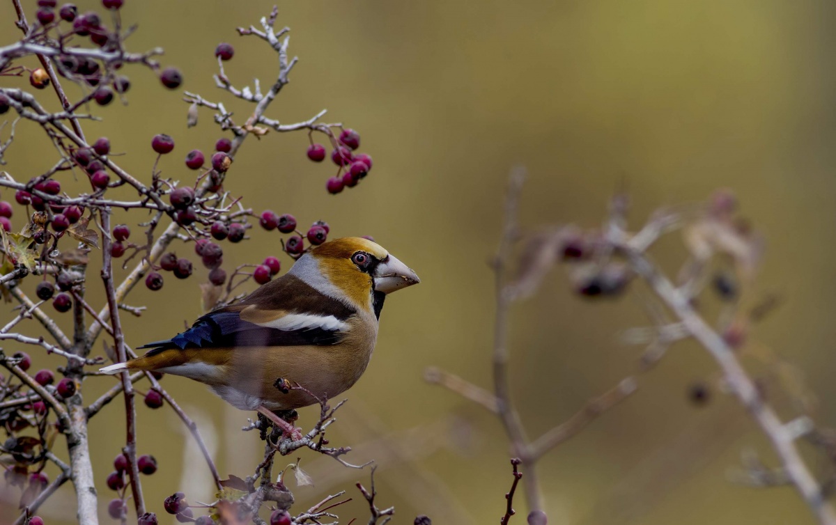 Hawfinch