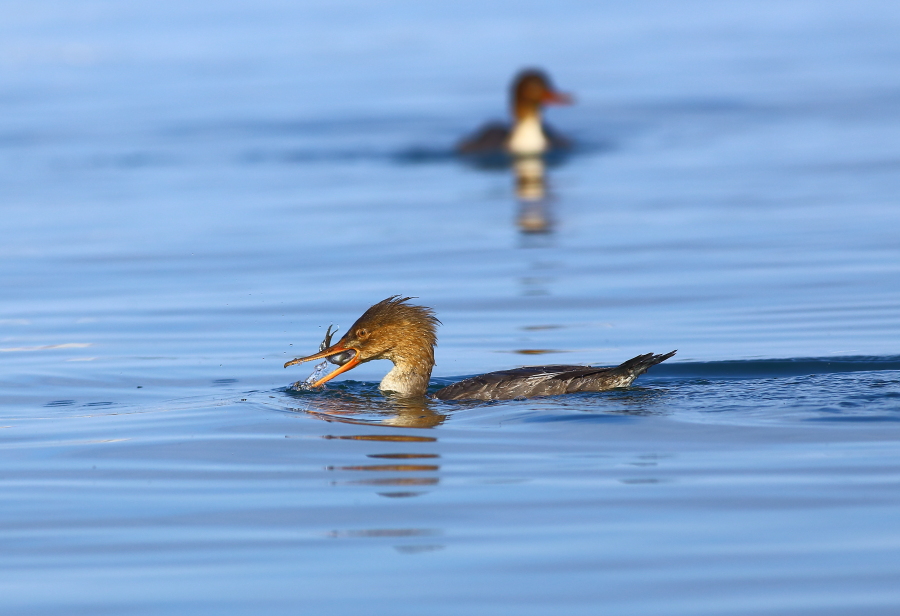 Red-breasted Merganser