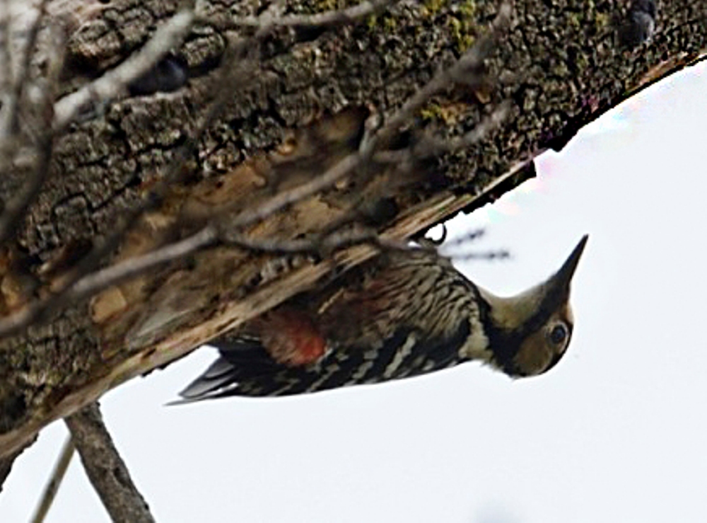 White-backed Woodpecker