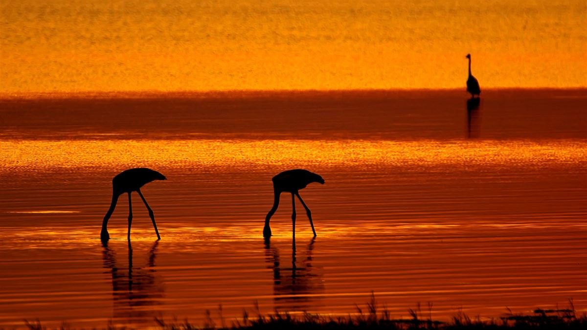 Flamingo