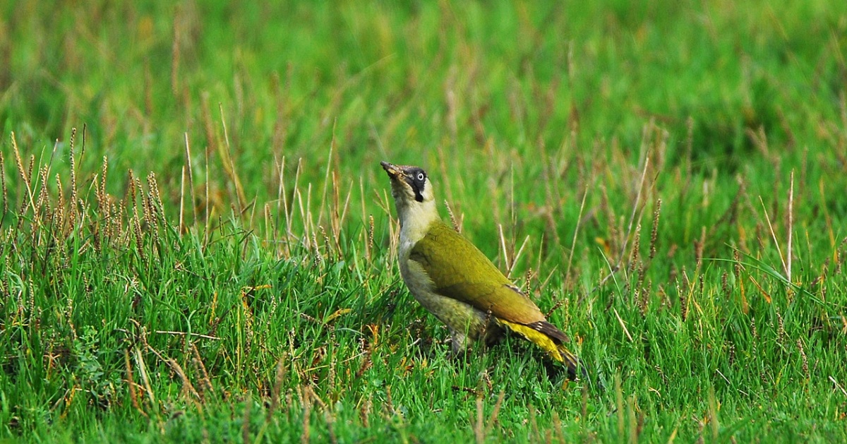 European Green Woodpecker