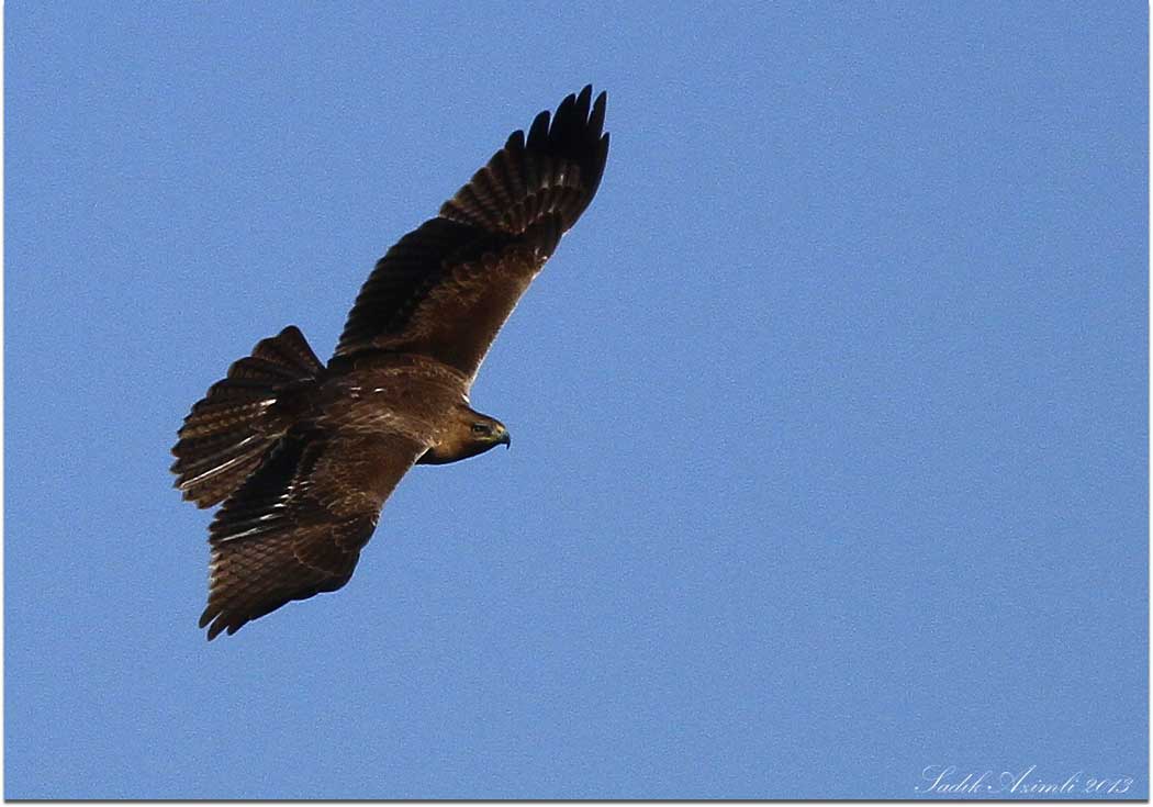 Bonelli`s Eagle