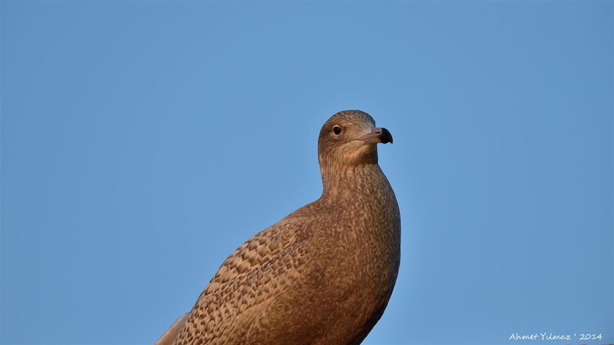 Glaucous Gull