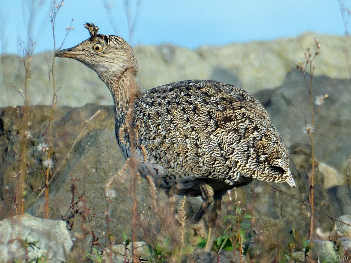 Little Bustard