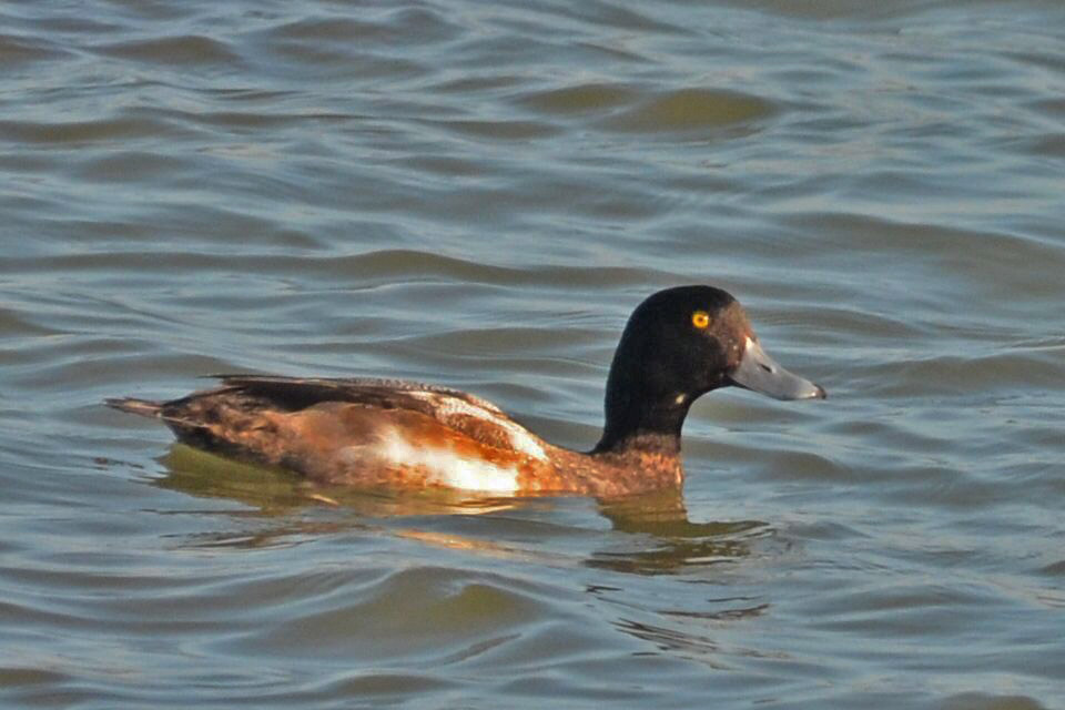 Greater Scaup