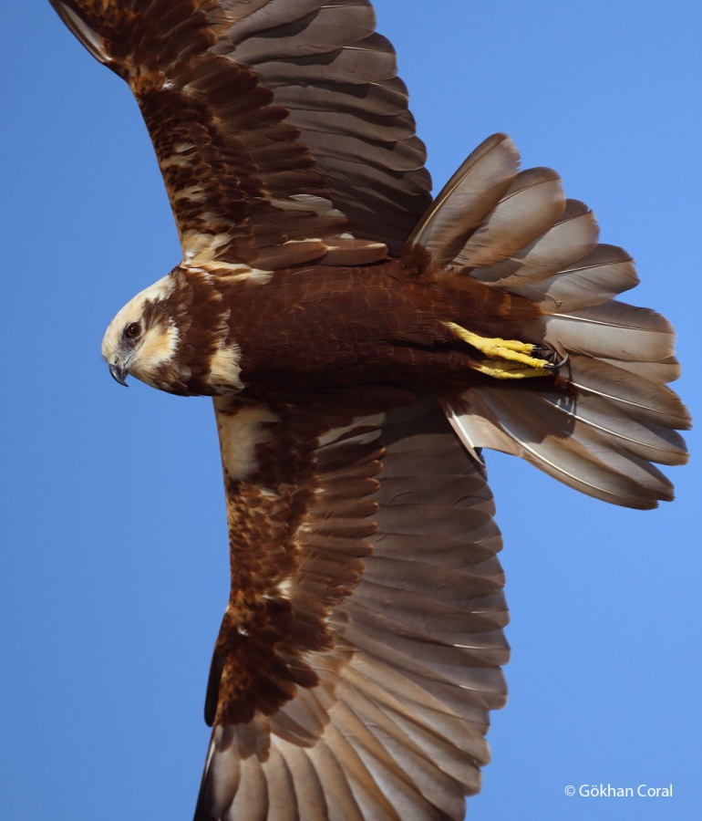 Western Marsh Harrier