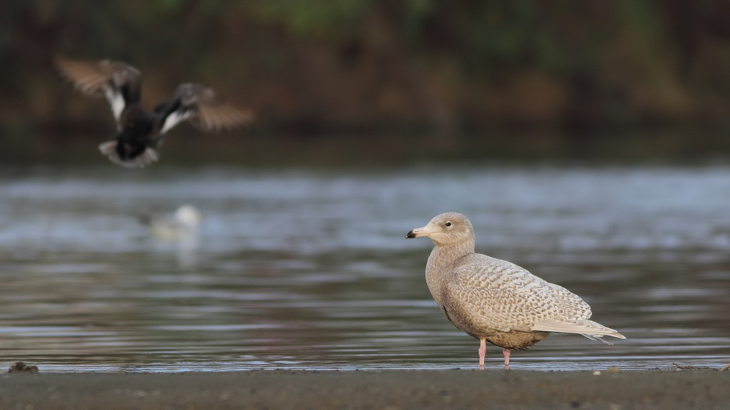 Glaucous Gull