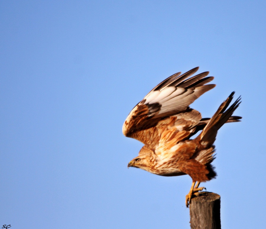 Long-legged Buzzard
