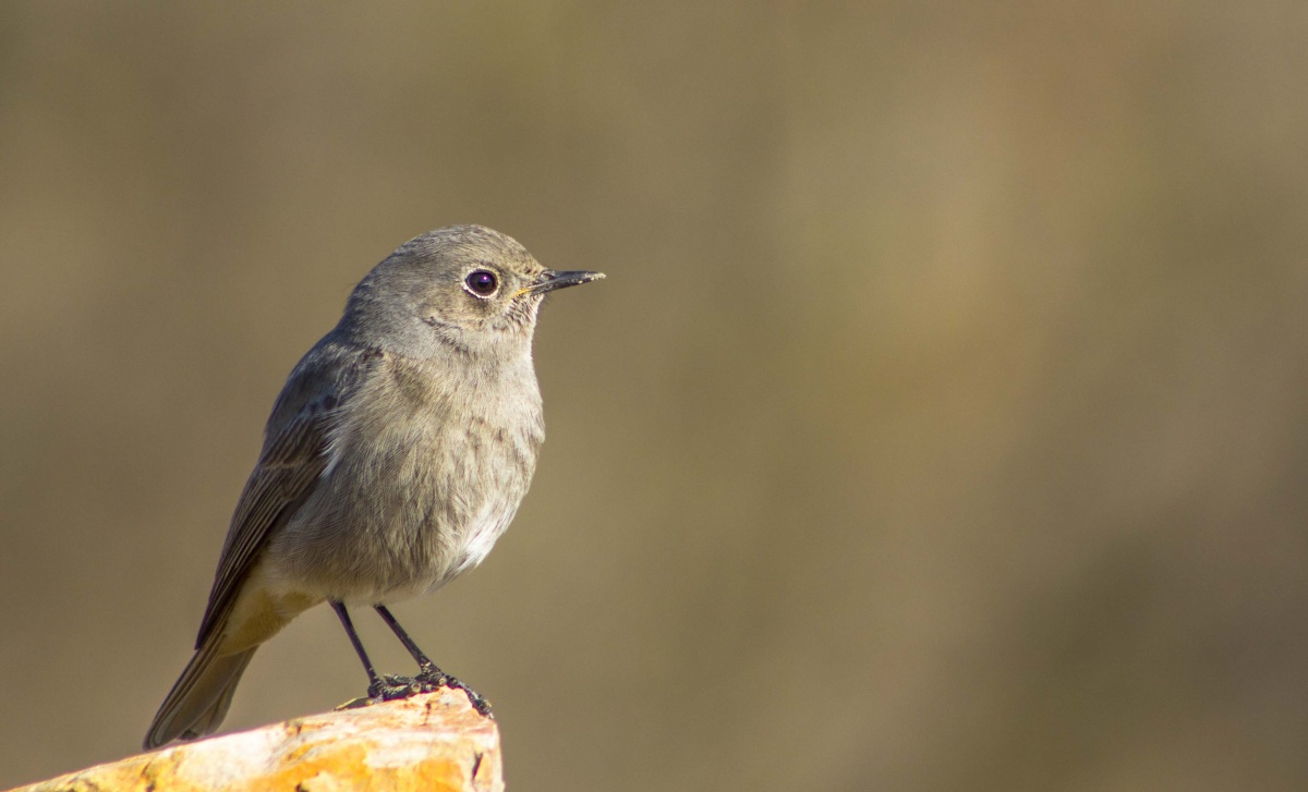 Black Redstart