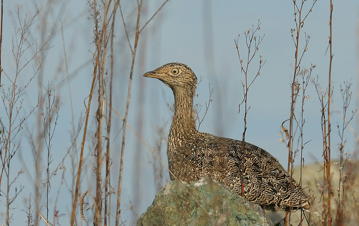 Little Bustard