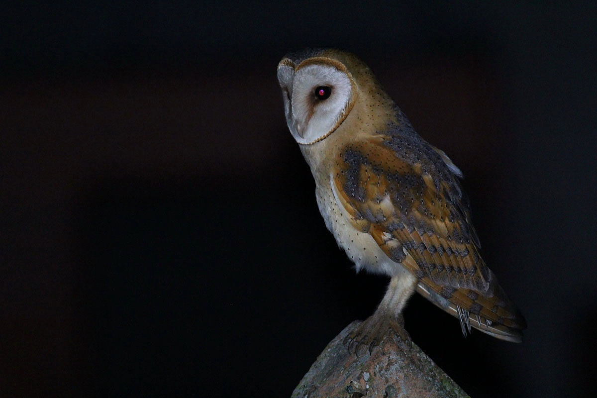 Western Barn Owl