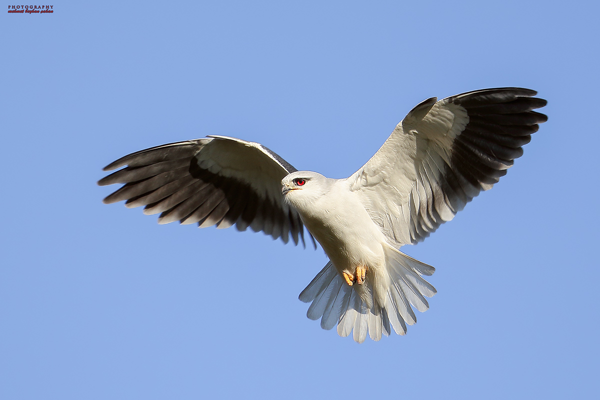 Black-winged Kite