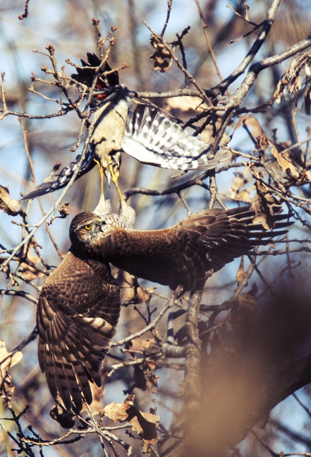 Eurasian Sparrowhawk