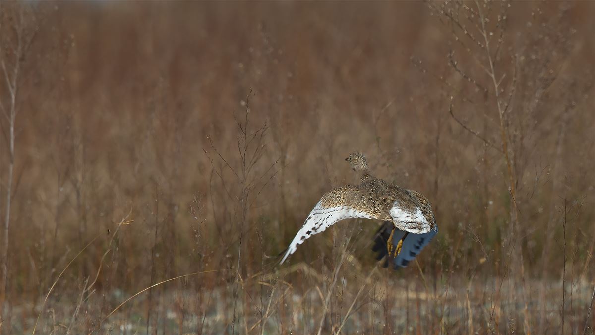 Little Bustard