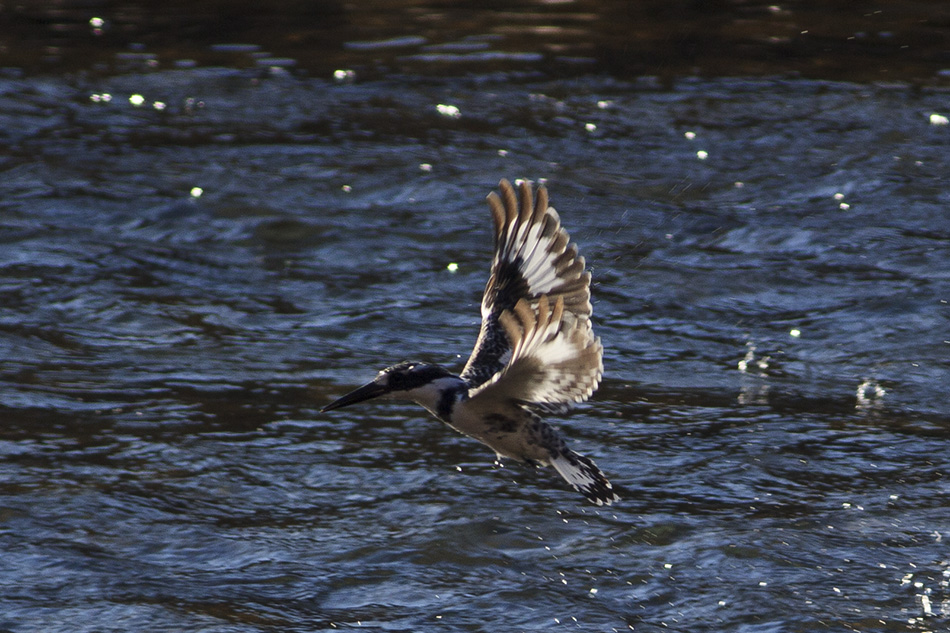 Pied Kingfisher