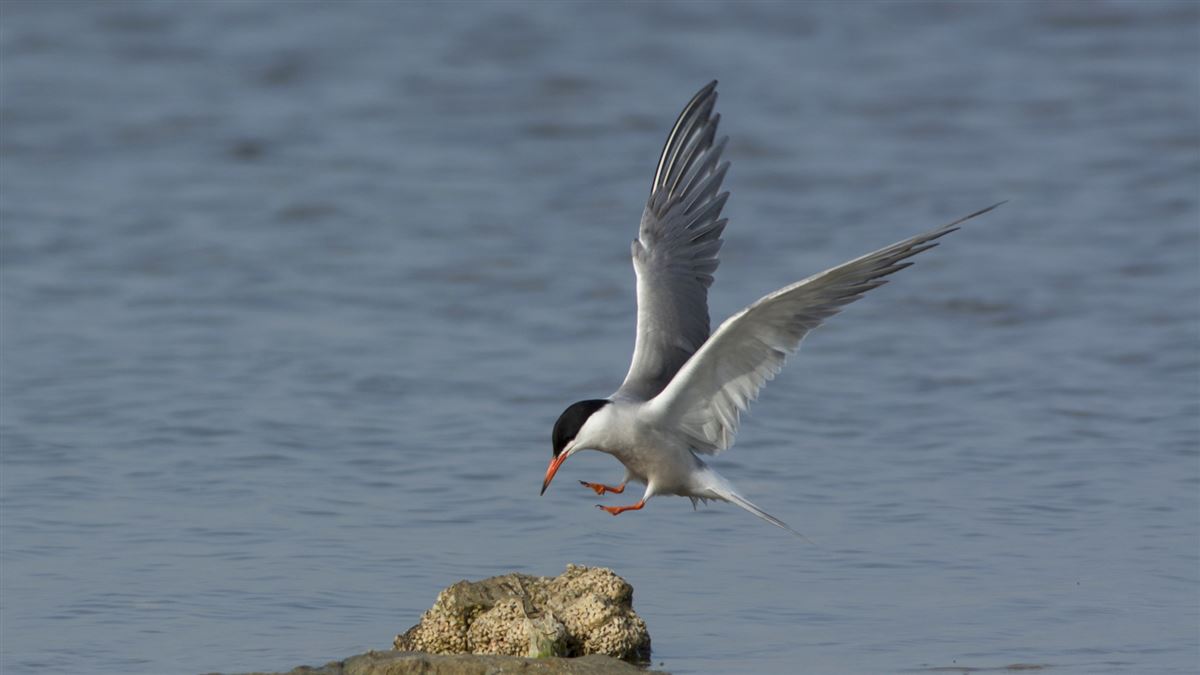 Common Tern