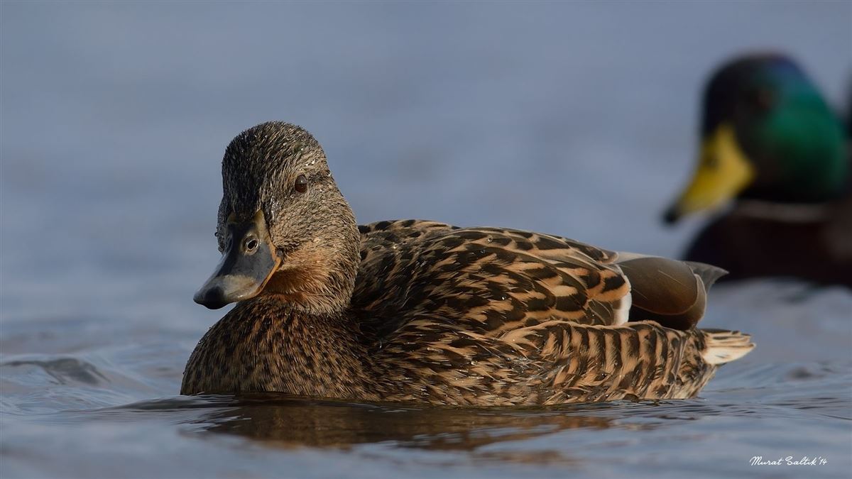 Mallard