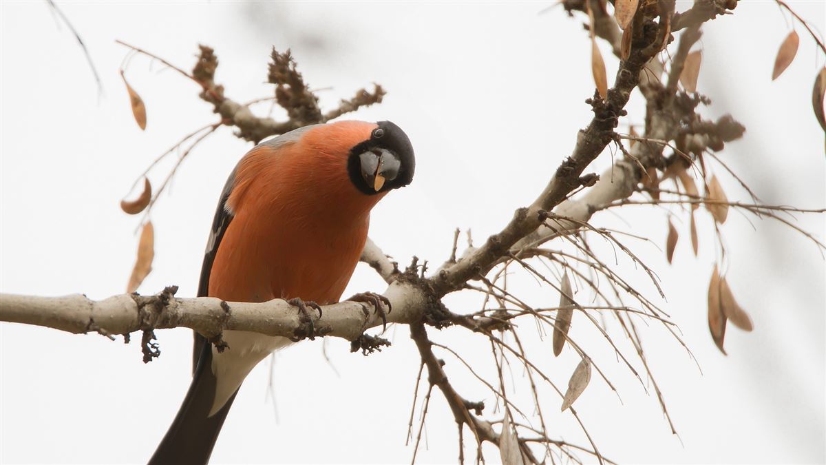 Eurasian Bullfinch
