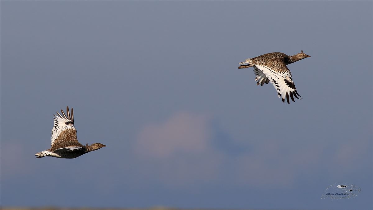 Little Bustard