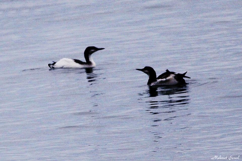 Black-throated Loon