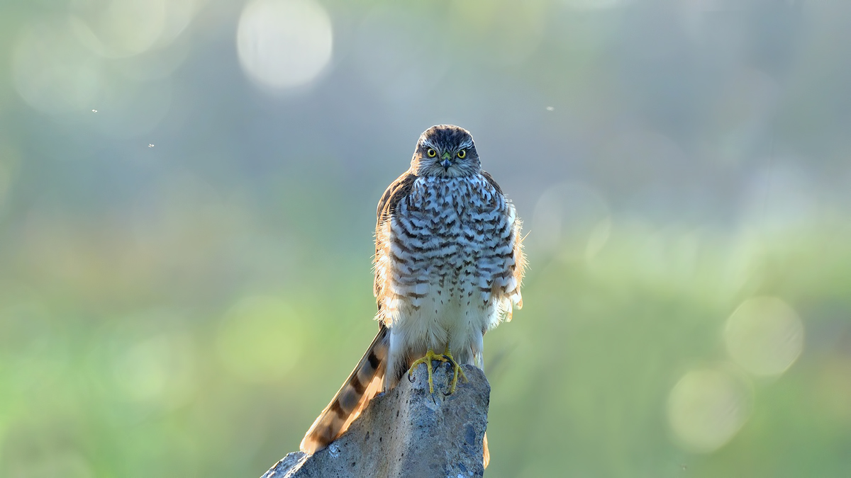 Eurasian Sparrowhawk