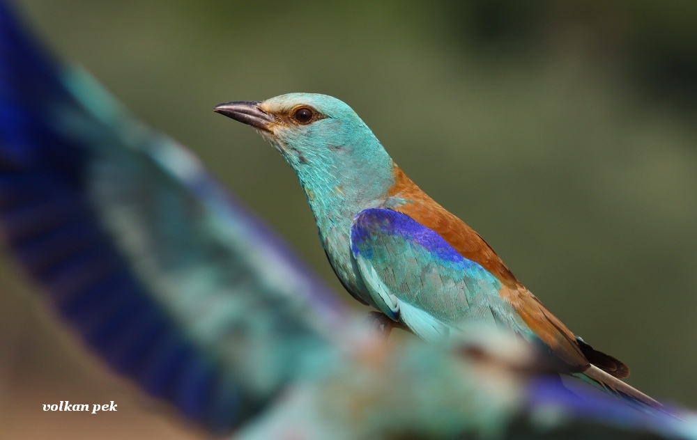 European Roller
