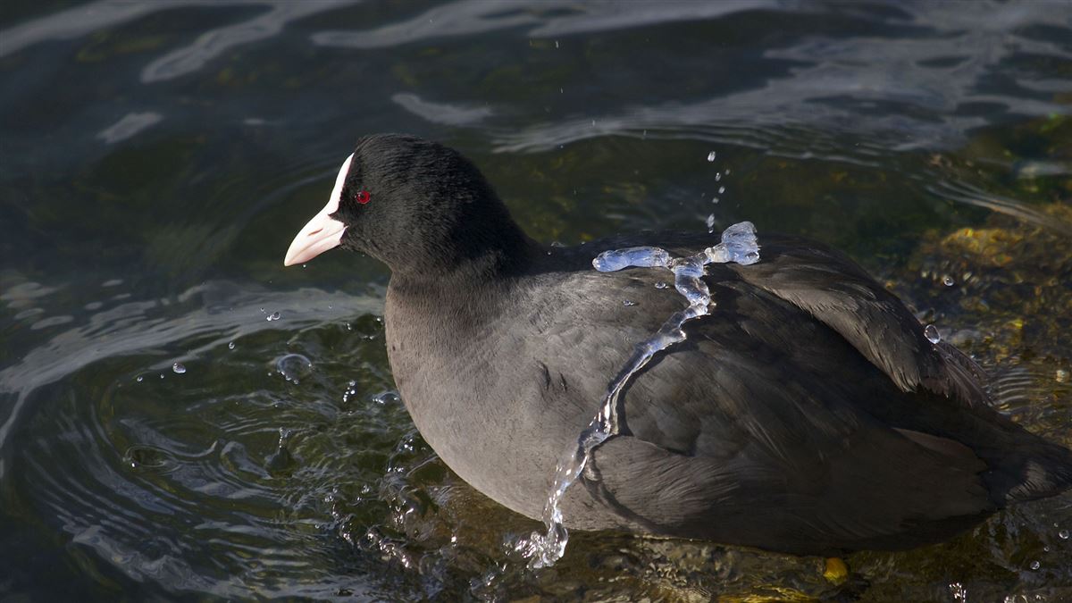 Eurasian Coot