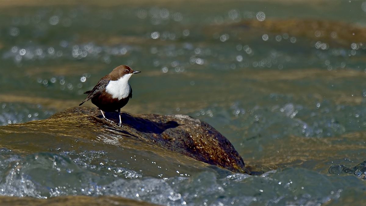White-throated Dipper