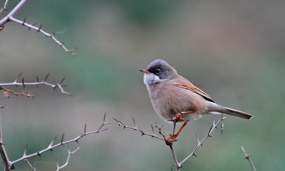 Spectacled Warbler