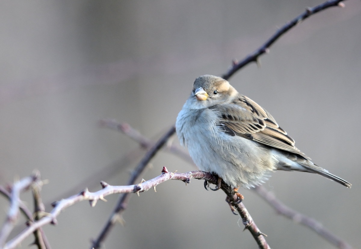House Sparrow