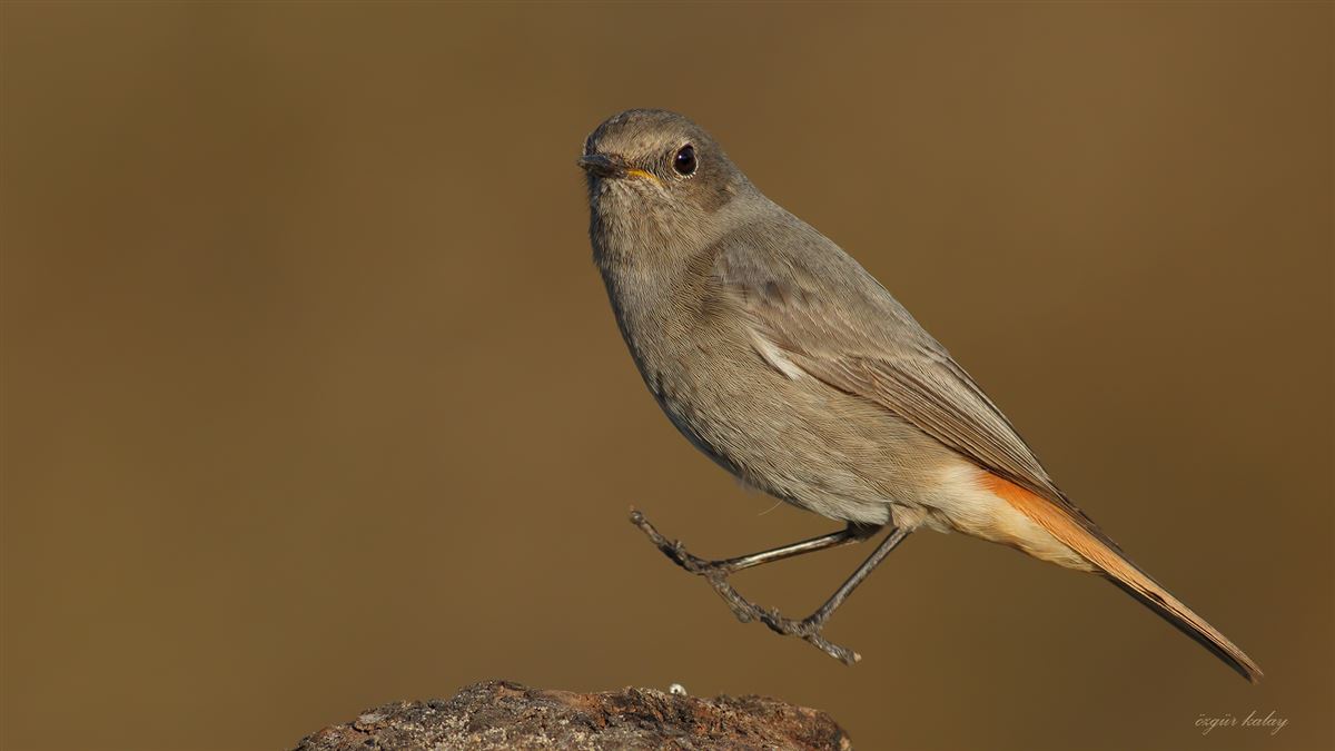 Black Redstart