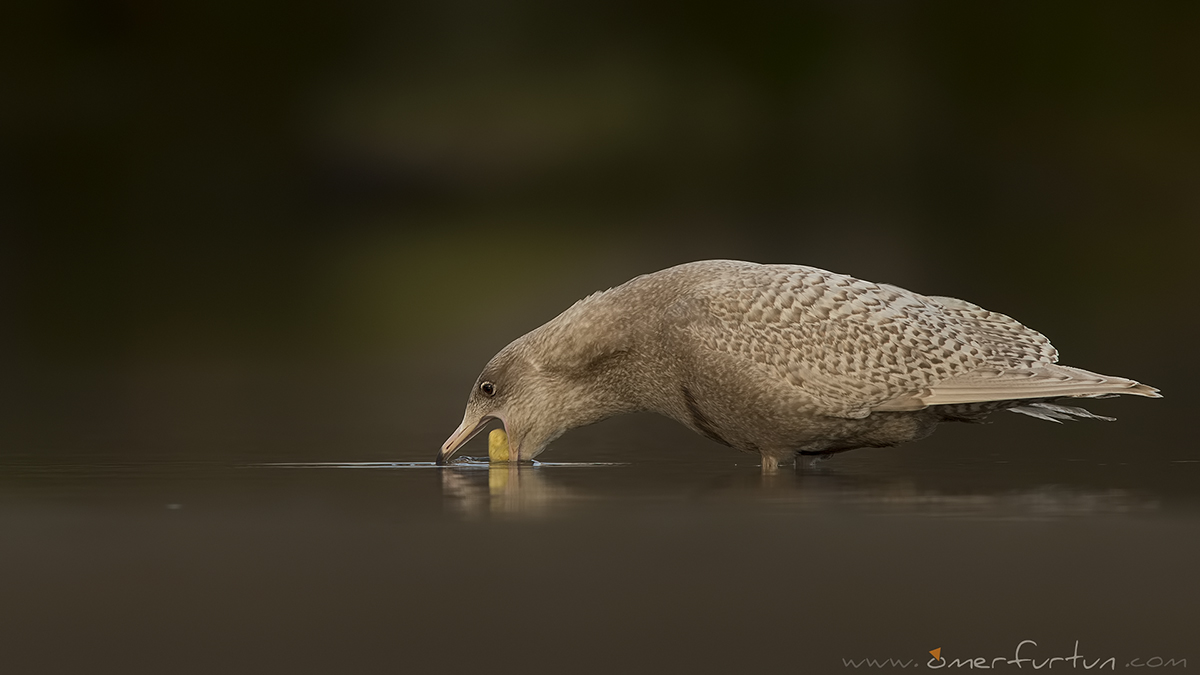 Glaucous Gull