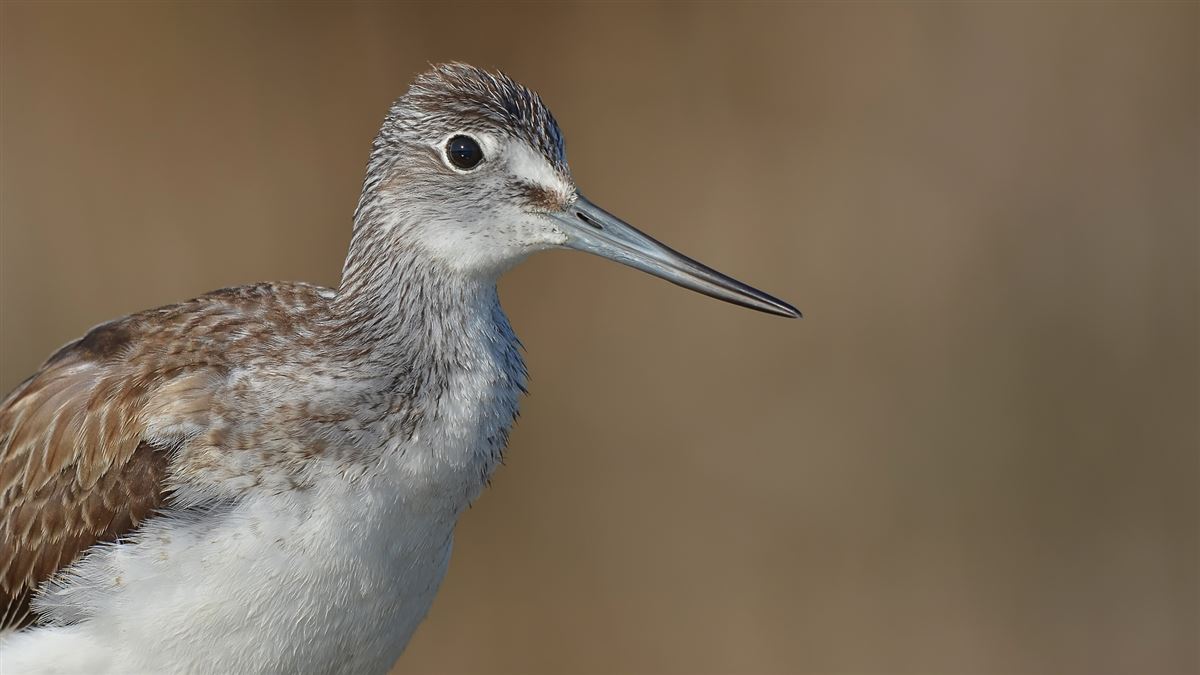 Common Greenshank