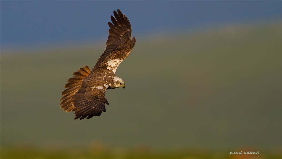 Western Marsh Harrier