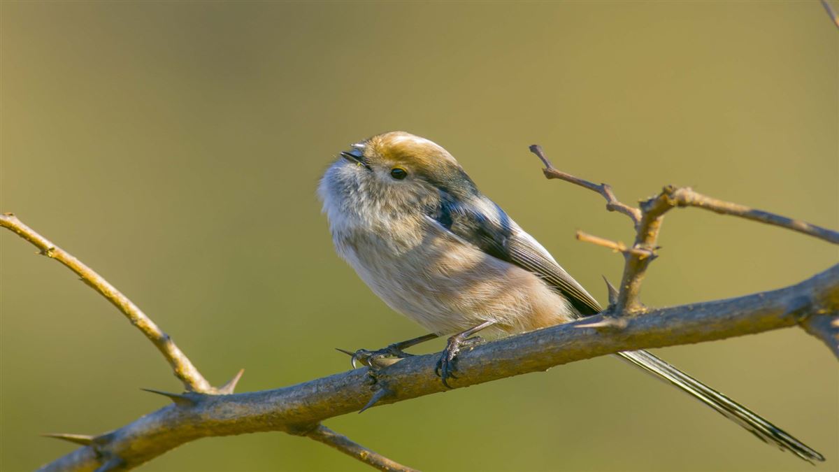 Long-tailed Tit