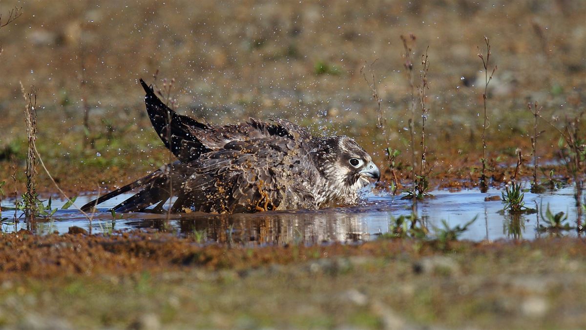 Peregrine Falcon