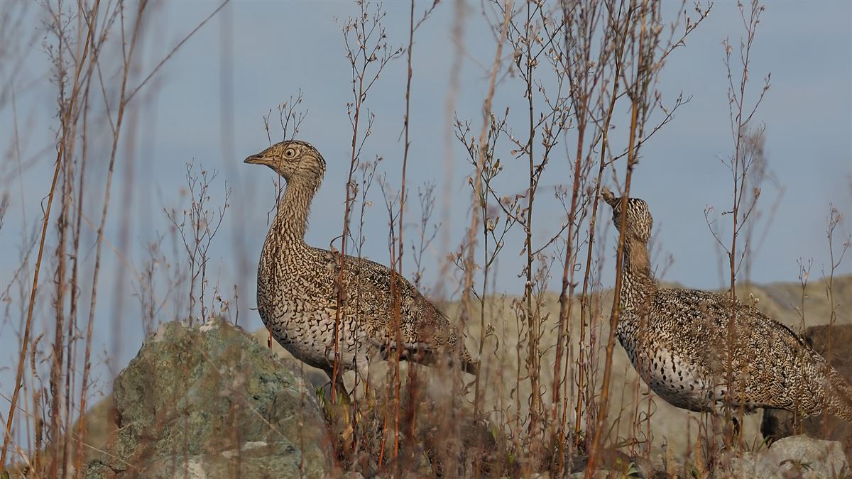 Little Bustard