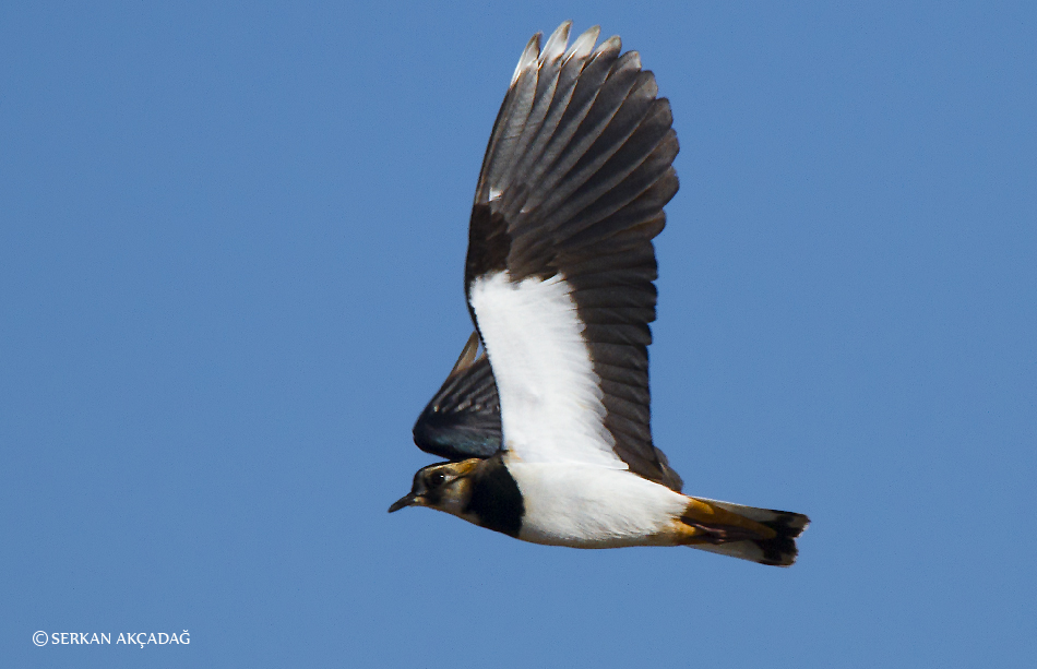 Northern Lapwing