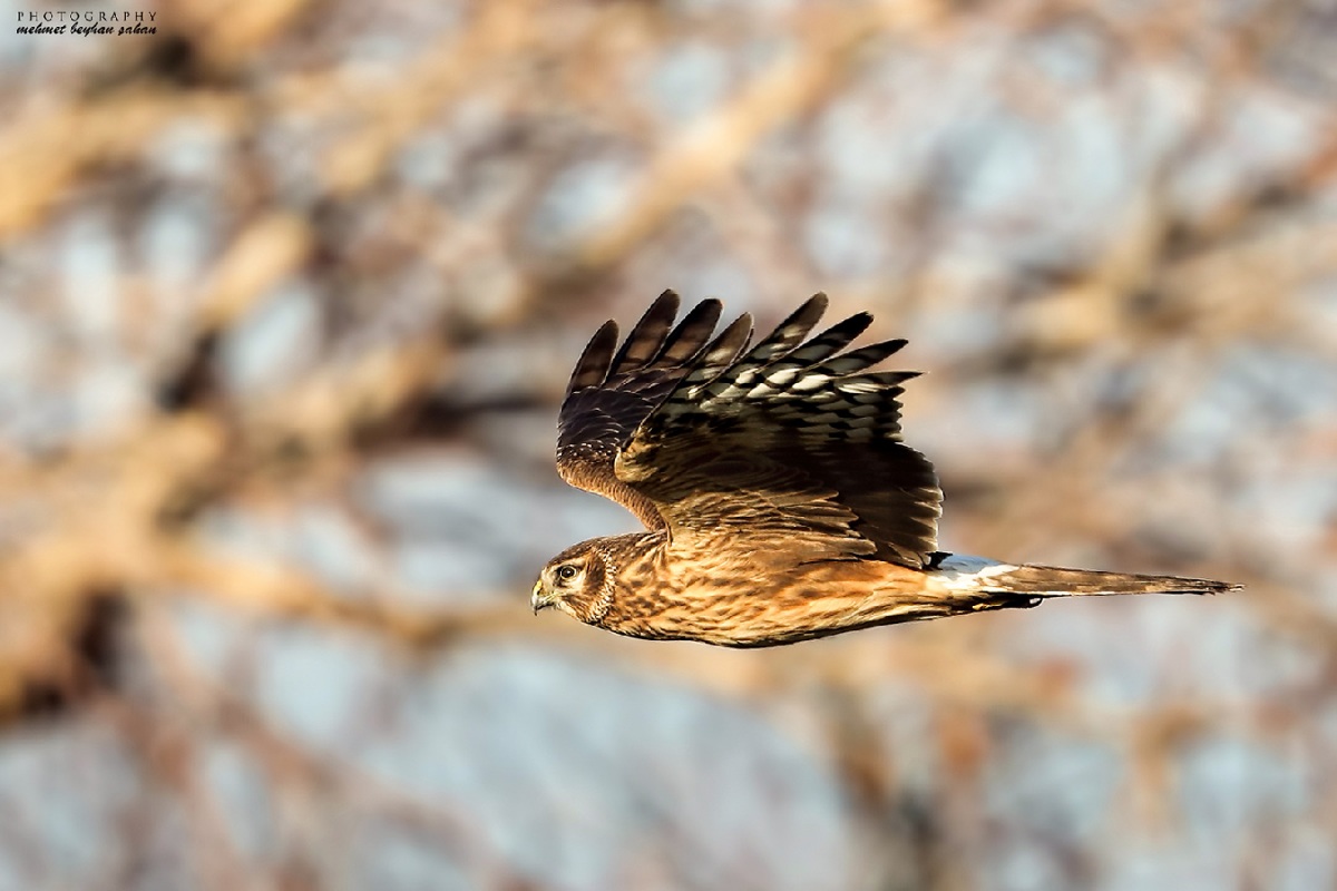 Hen Harrier