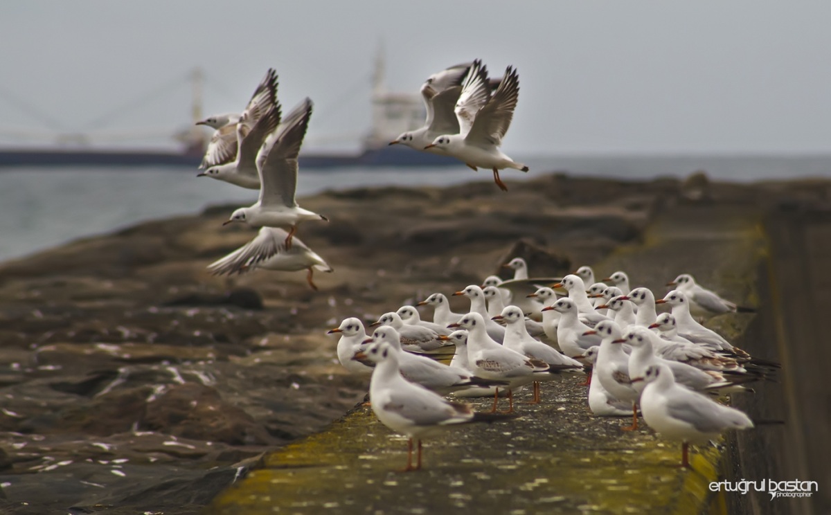 Black-headed Gull